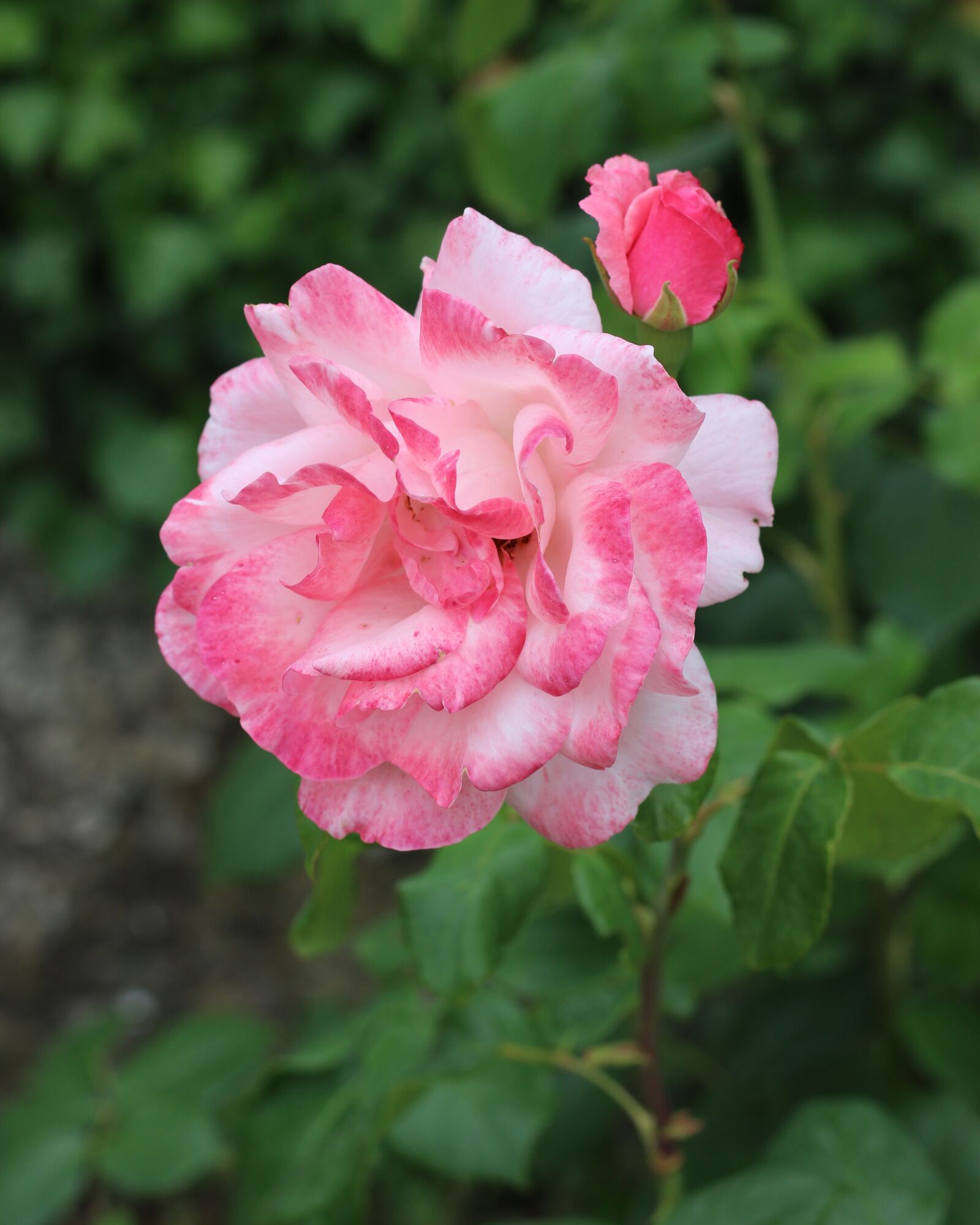 Canon EOS 700D (EOS Rebel T5i / EOS Kiss X7i) sample photo. Nature, flowers, bloom photography