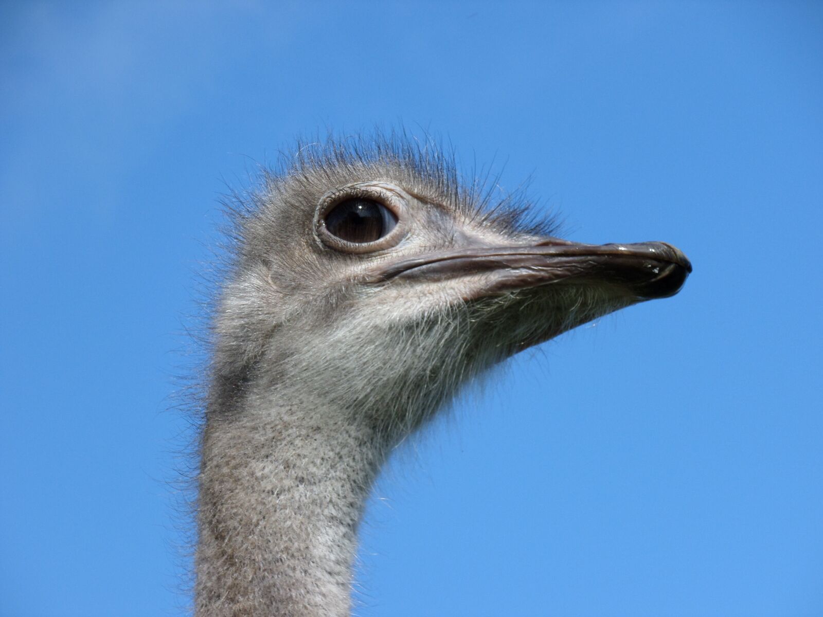 Samsung WB30F/WB31F/WB32F sample photo. Bird, strauss, sky photography