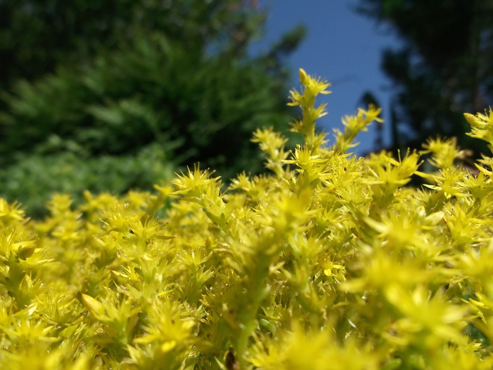 Fujifilm FinePix AX300 sample photo. Yellow, plant, spring photography