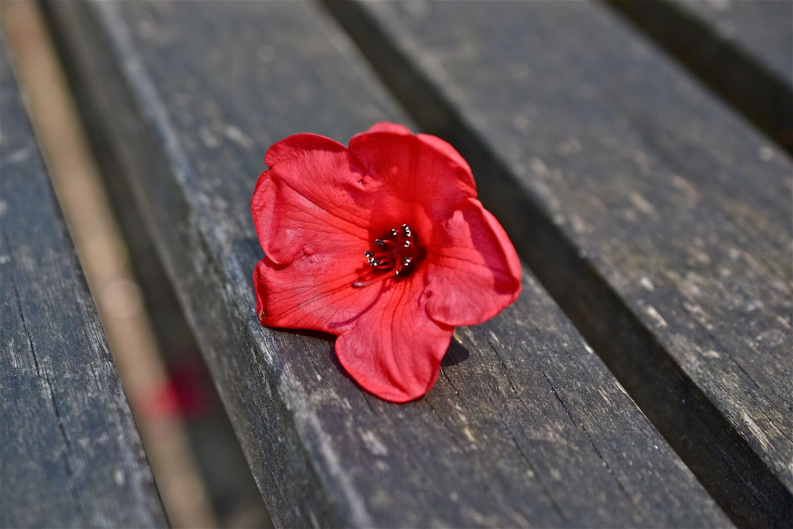 Nikon D5600 sample photo. Flower, red, mandevilla photography