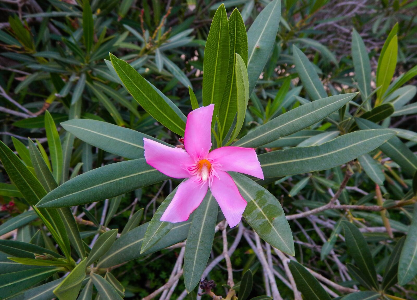 Nikon Coolpix AW130 sample photo. Oleander, blossom, bloom photography