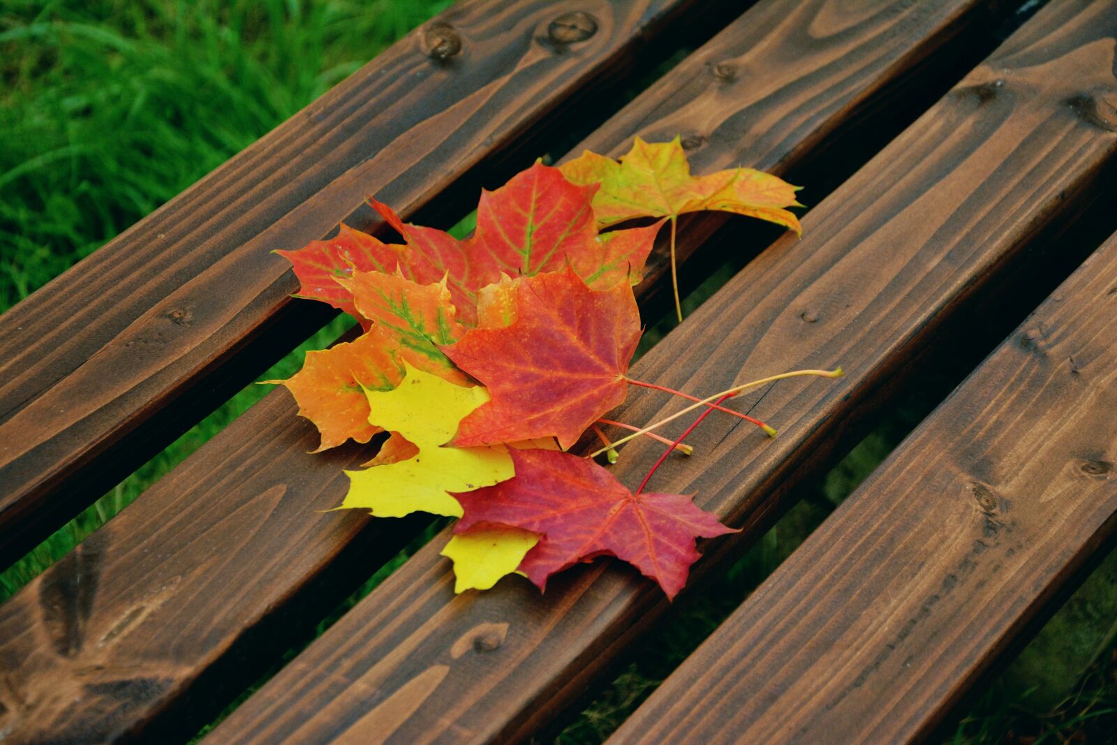 Nikon D5200 sample photo. Fall foliage, maple leaves photography