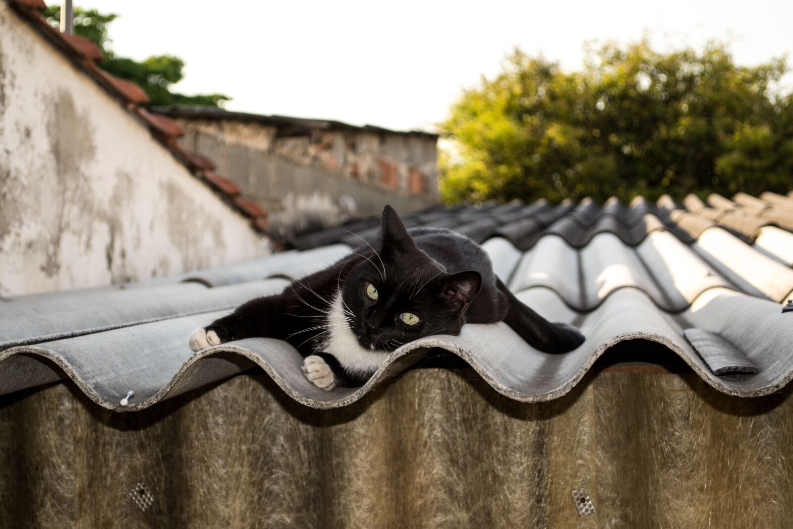 Nikon D3100 sample photo. Cat, kitty, gato photography