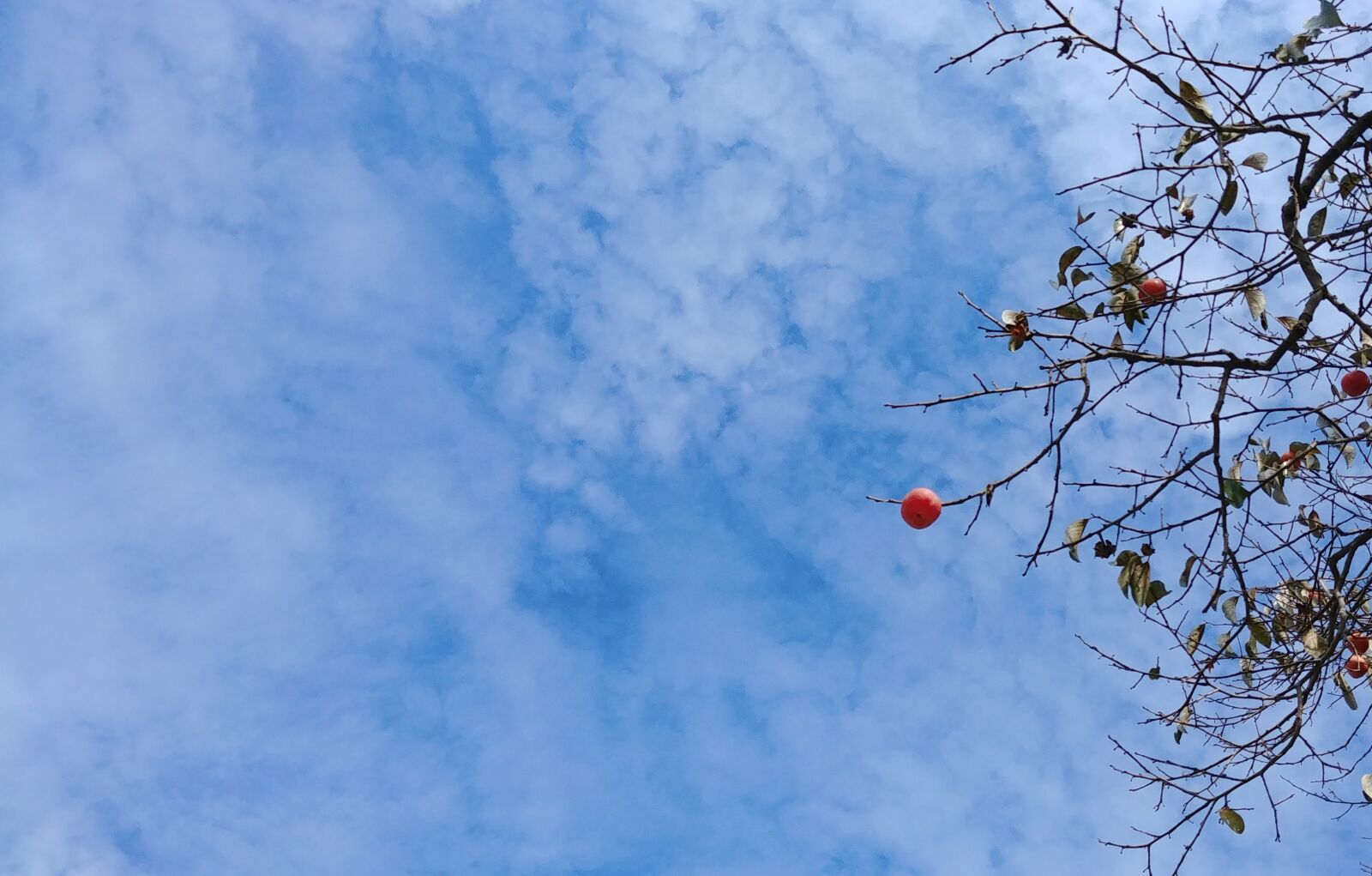 LG G6 sample photo. Persimmon, autumn, fruit photography