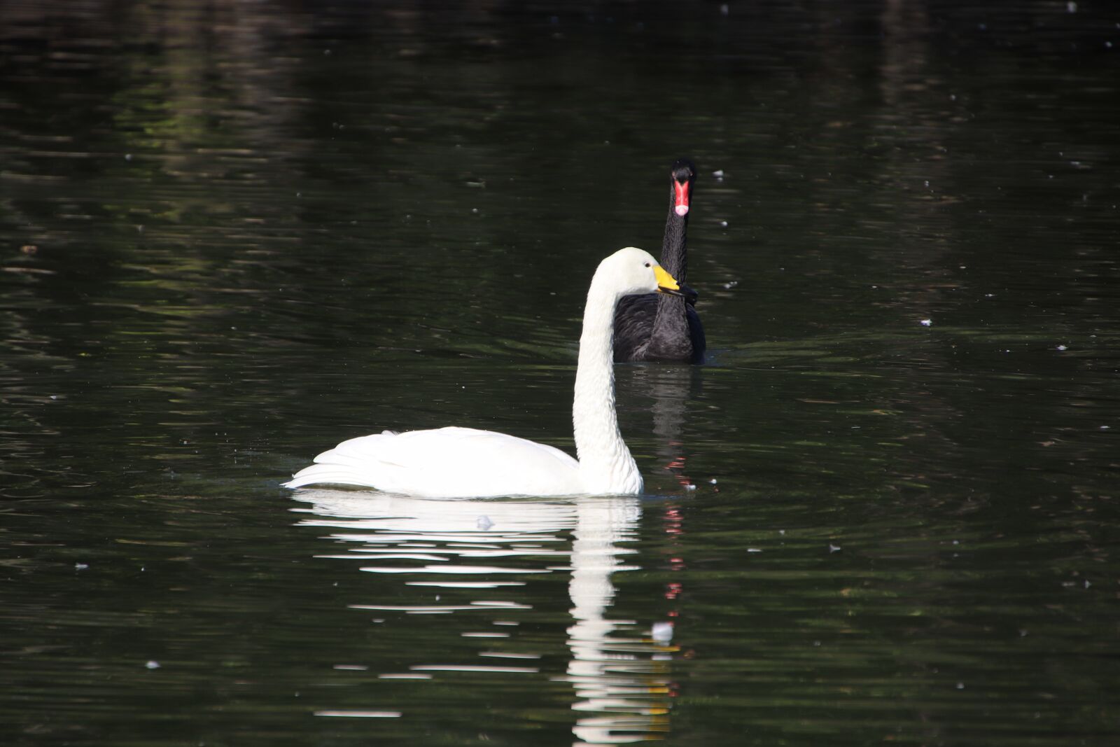 Canon EOS 800D (EOS Rebel T7i / EOS Kiss X9i) sample photo. Lake, swans, bird photography