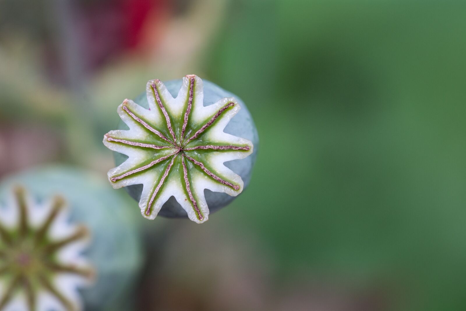 Nikon D7100 sample photo. Poppy, poppy capsule, capsule photography