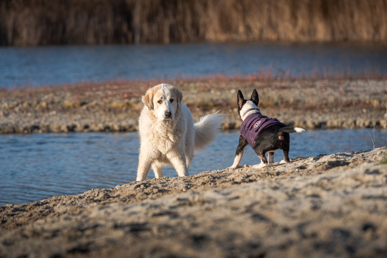 Nikon D750 + Tamron SP 70-200mm F2.8 Di VC USD sample photo. Dogs, play, happy photography