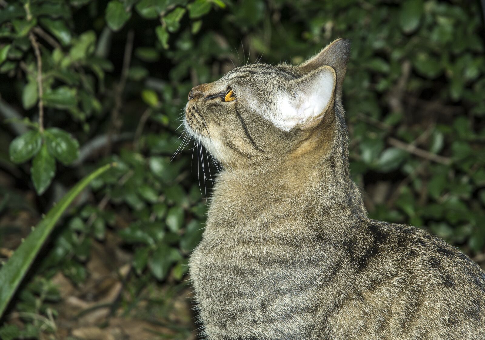 Nikon D3100 sample photo. Cat, pet, feline photography