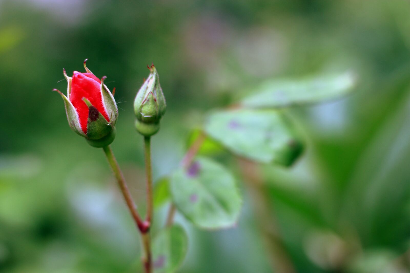 Canon EOS 70D + Canon EF 50mm F1.8 STM sample photo. Rose, bud, red photography