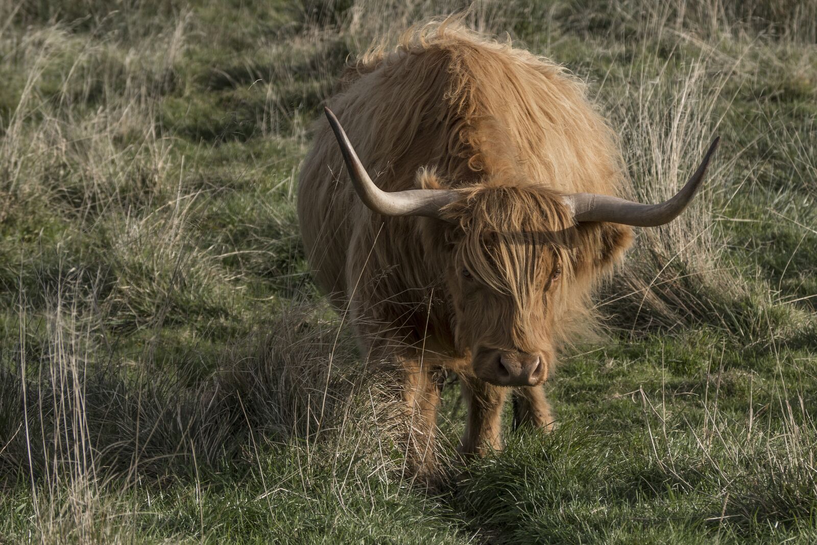 Olympus OM-D E-M10 sample photo. Galloway, beef, livestock photography