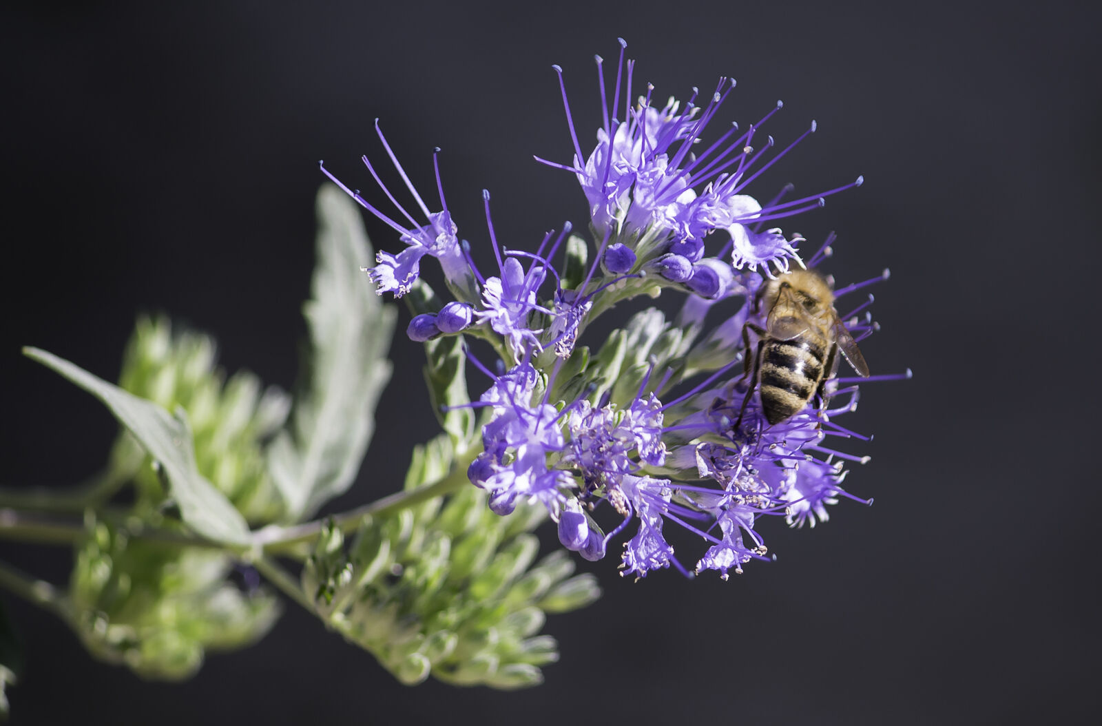 Canon EF-S 55-250mm F4-5.6 IS sample photo. Honeybee, perched, on, purple photography