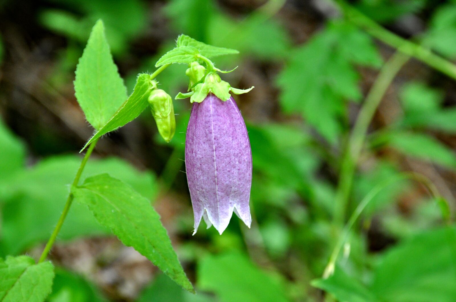 Nikon D90 sample photo. Firefly projects, flowers, plateau photography