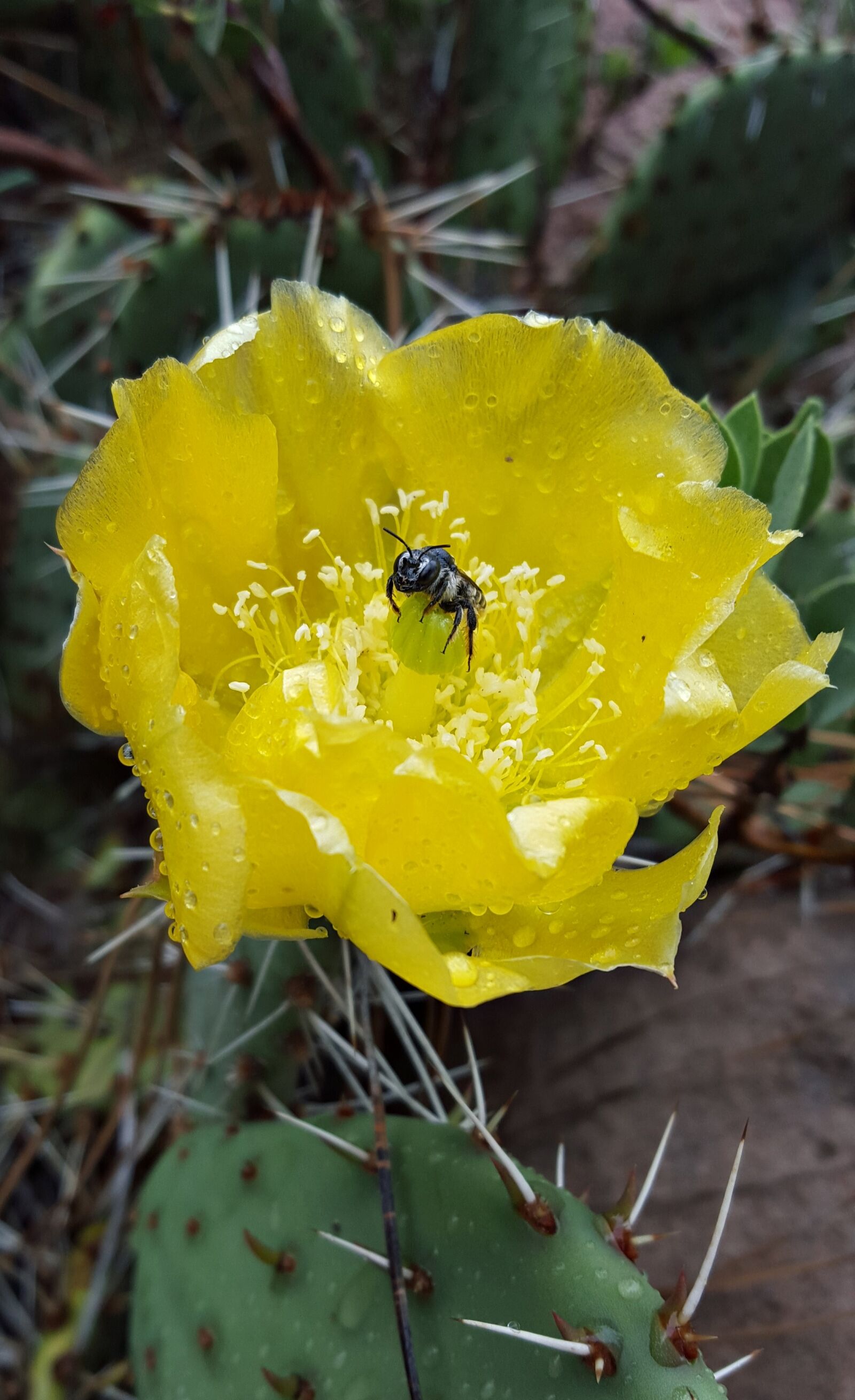 Samsung Galaxy S6 sample photo. Cactus flower, bug, flower photography