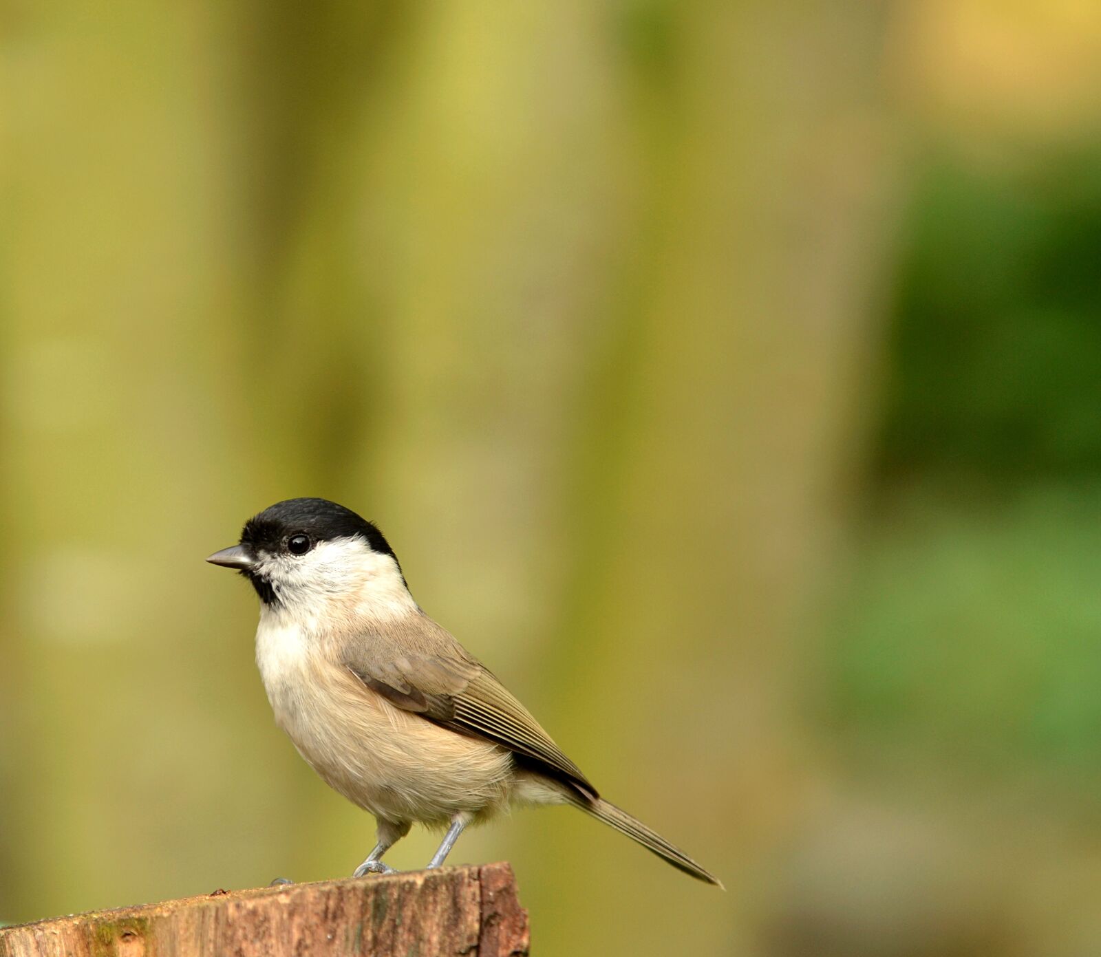 Nikon D5100 sample photo. Animal world, bird, nature photography