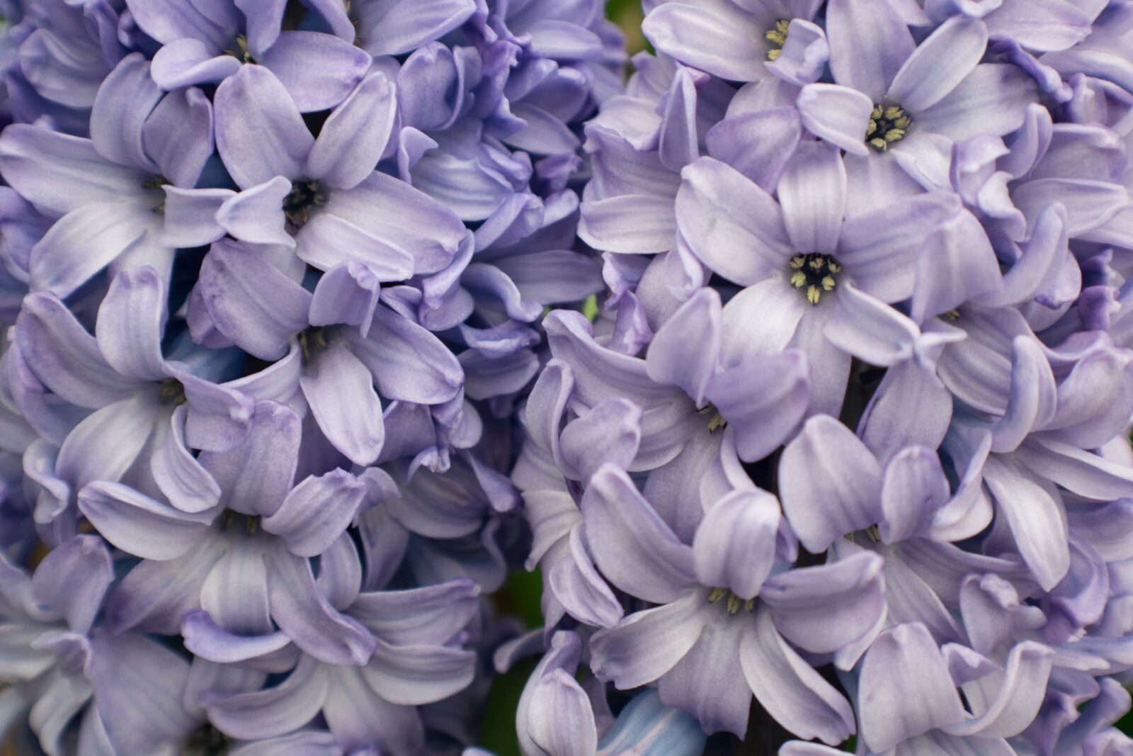 Nikon D3300 sample photo. Purple, flowers, hyacinth photography
