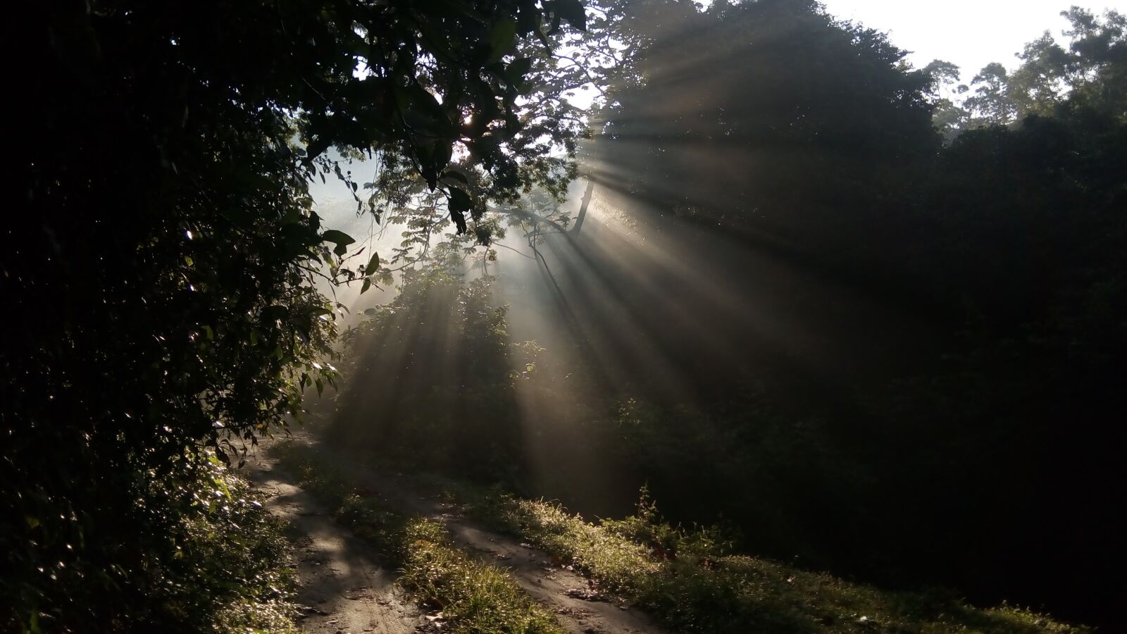 LG K8 (2017) sample photo. Forest, light, sun photography