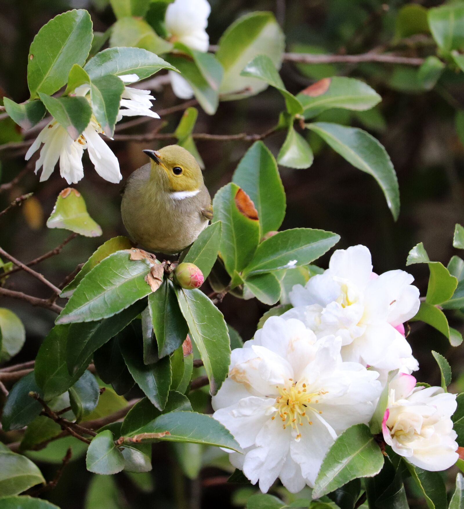 Canon EF-S 55-250mm F4-5.6 IS STM sample photo. Bird, honey eater, wildlife photography