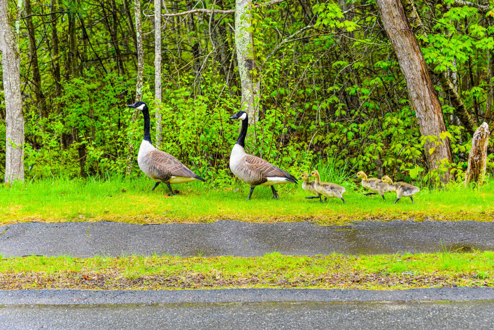 Nikon D800 sample photo. Geese, ducks, birds photography