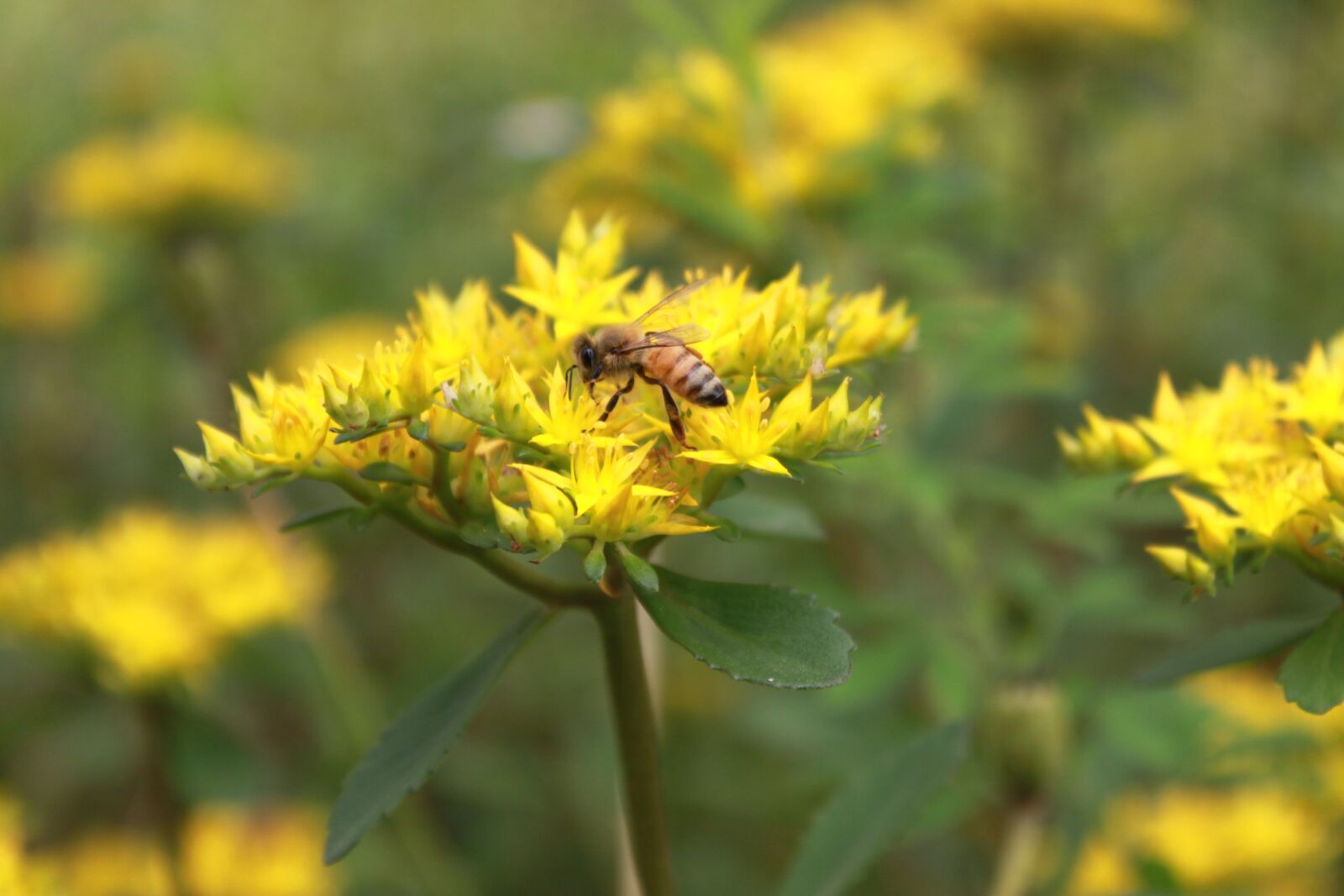 Canon EOS 500D (EOS Rebel T1i / EOS Kiss X3) sample photo. Flowers, bee, yellow photography