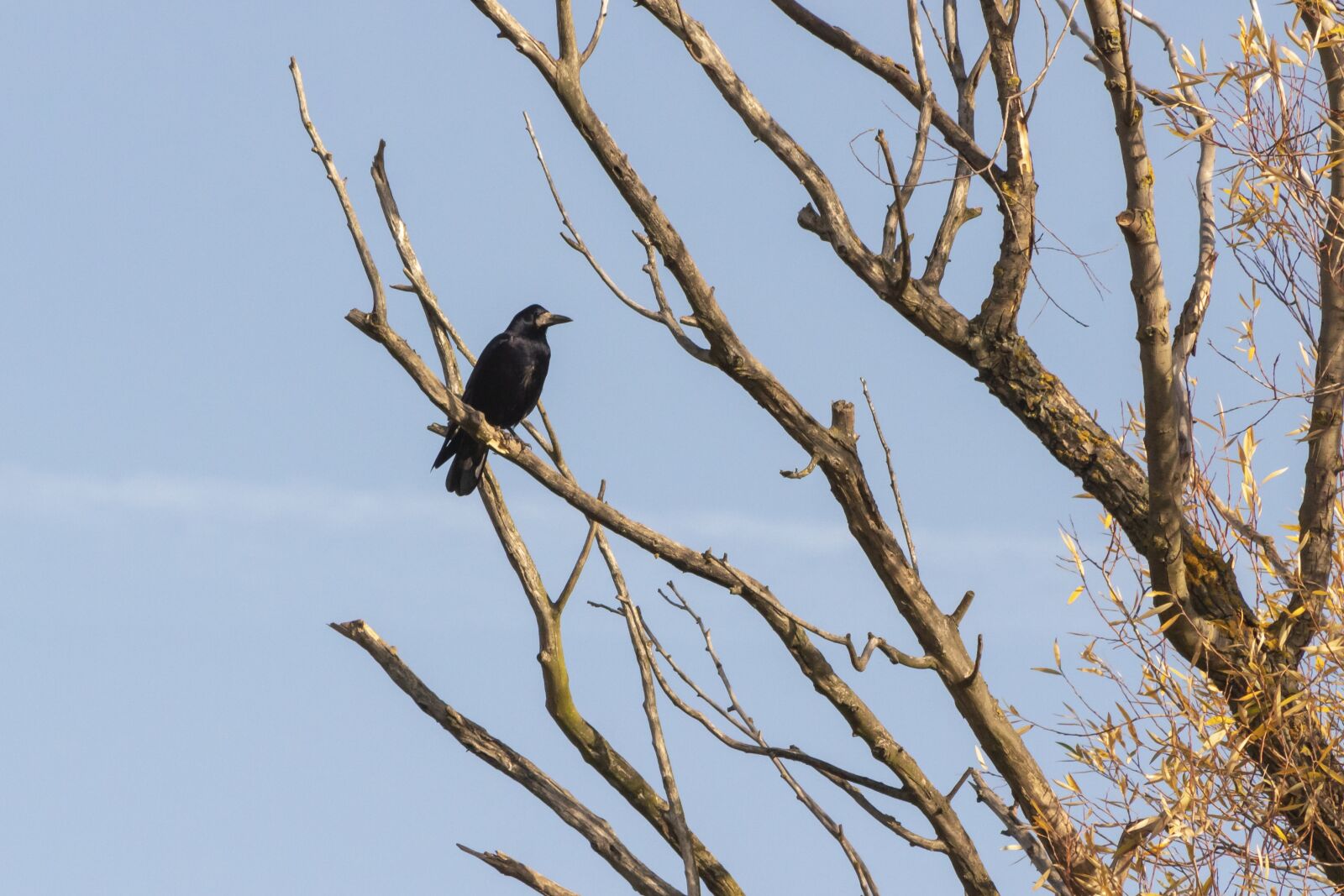 Canon EF75-300mm f/4-5.6 sample photo. Crow, bird, black photography