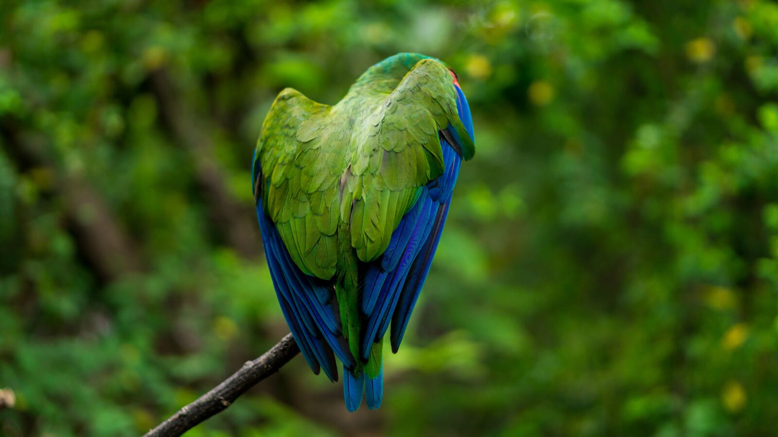E 50mm F1.8 OSS sample photo. Guacamaya, animal, grass photography