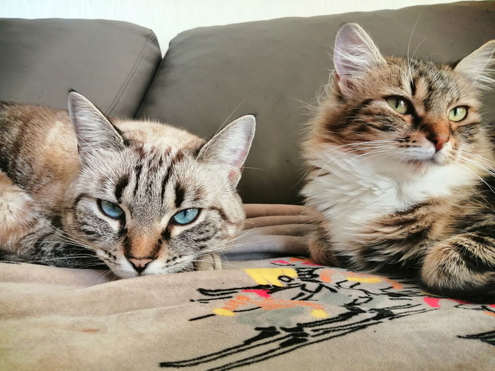 HUAWEI JKM-LX2 sample photo. Cat, chat, animaux photography