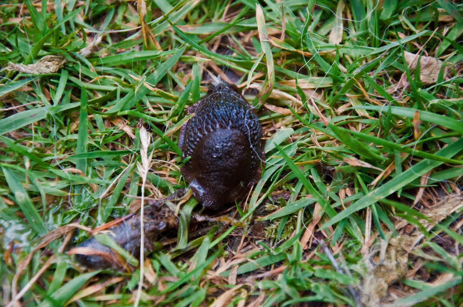 Nikon D5000 sample photo. Nature, grass, leaf photography