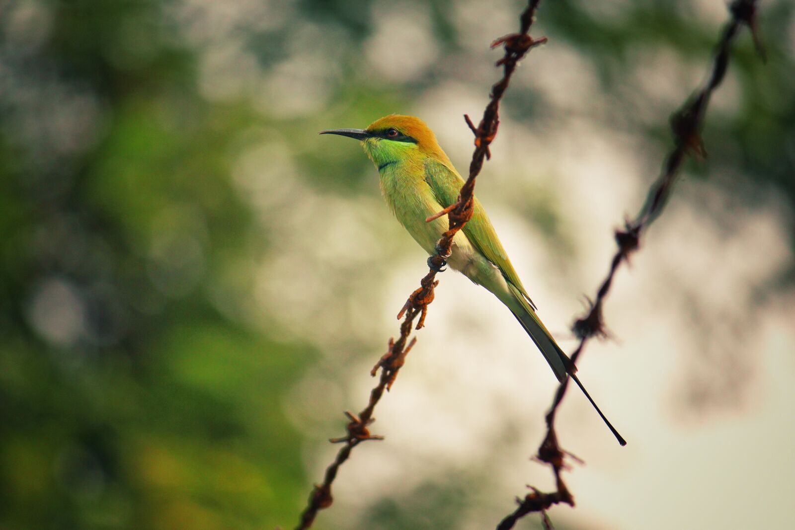 Canon EOS 700D (EOS Rebel T5i / EOS Kiss X7i) sample photo. Animal, avian, barb, wires photography
