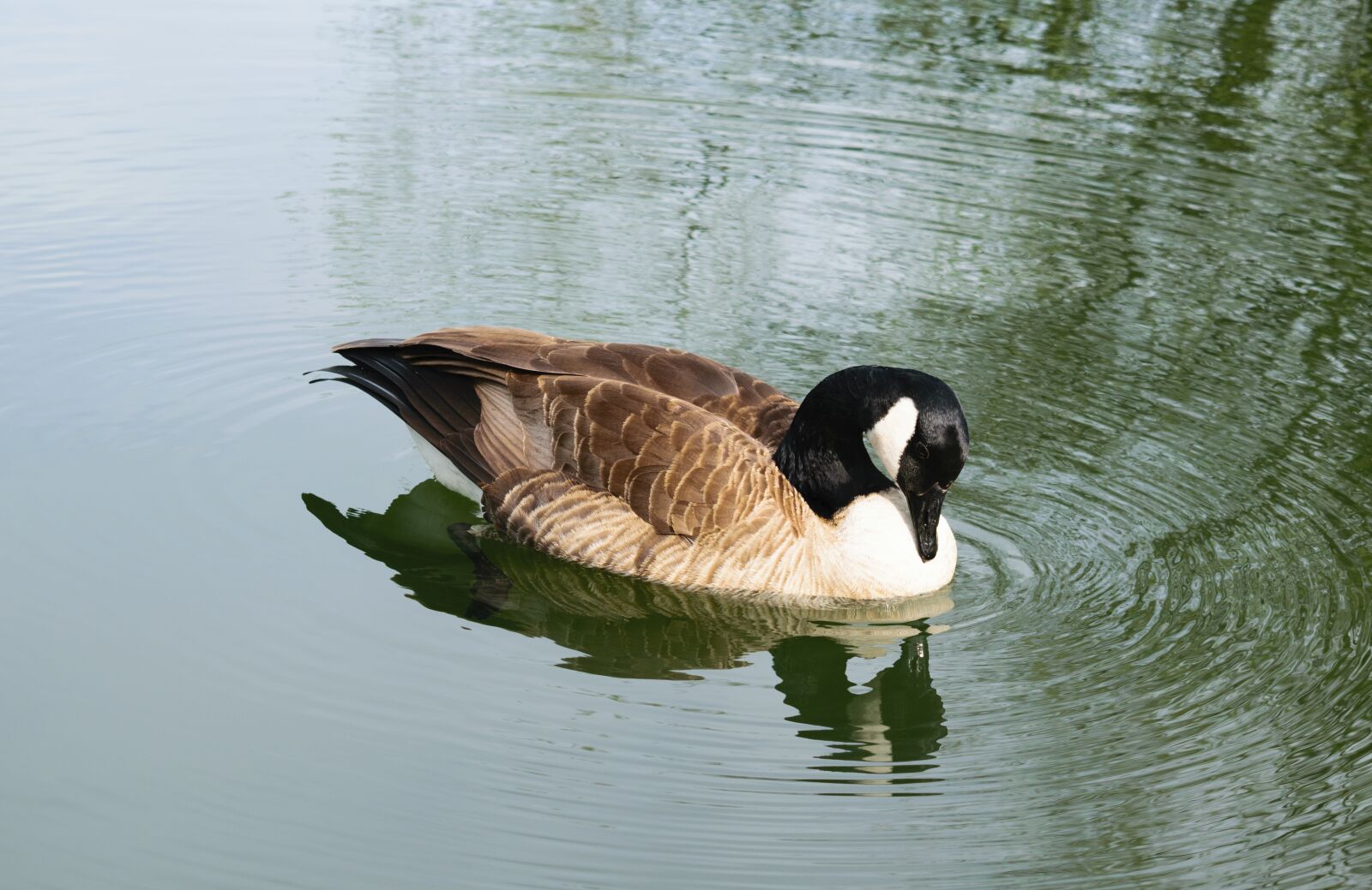 Nikon D5300 sample photo. Bird, pond, water photography