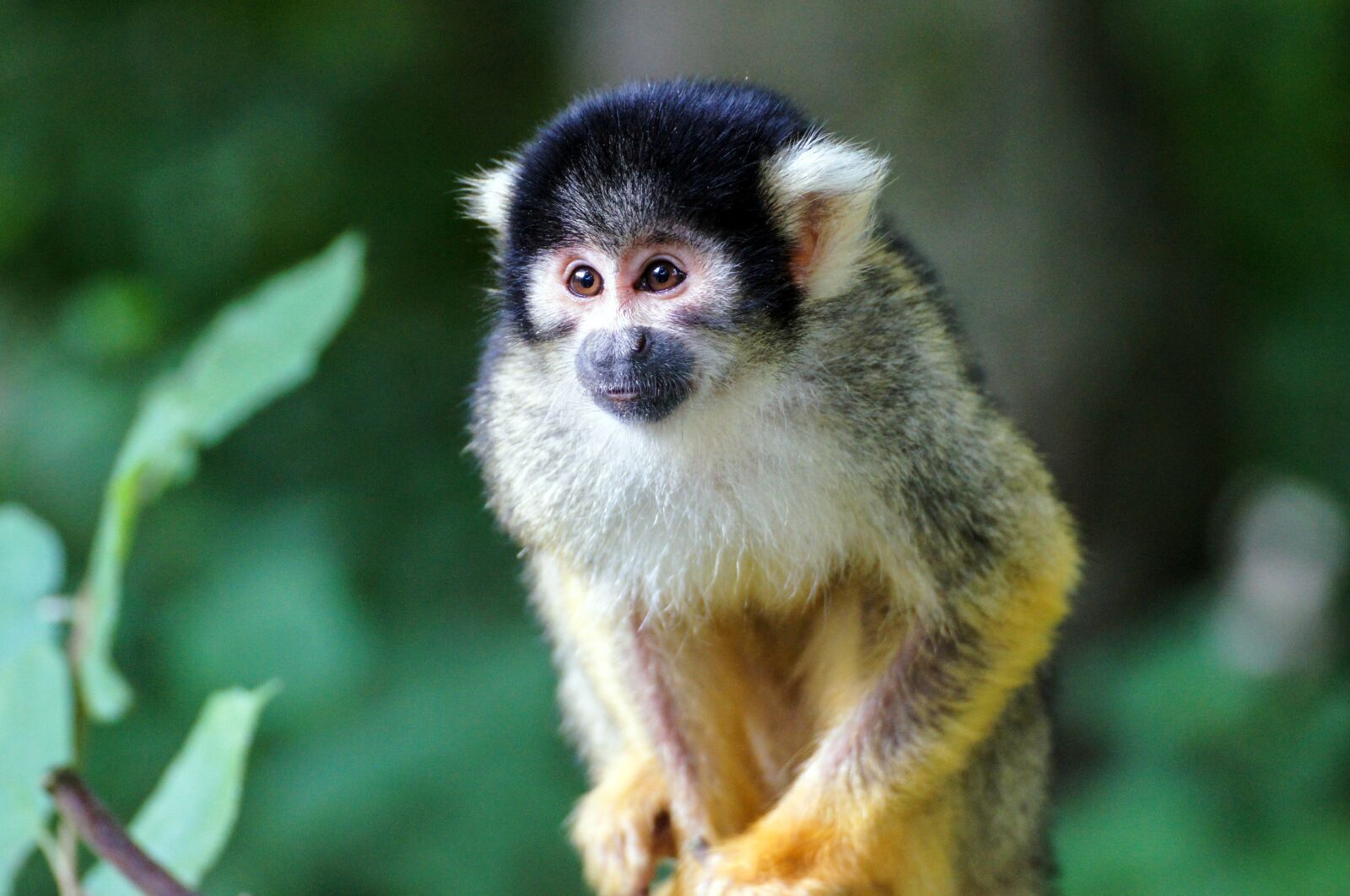 Sony SLT-A55 (SLT-A55V) sample photo. Squirrel monkey, monkey, äffchen photography