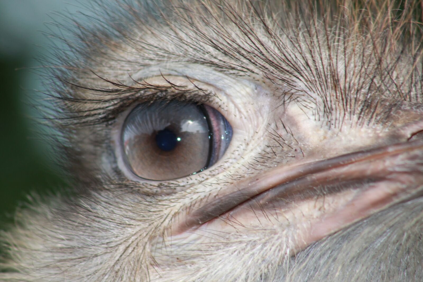 Canon EOS 500D (EOS Rebel T1i / EOS Kiss X3) sample photo. Strauss, eye, feather photography