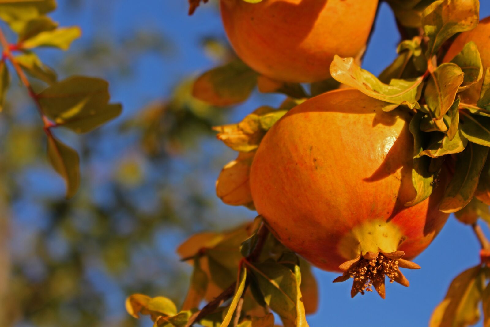 Canon EOS 700D (EOS Rebel T5i / EOS Kiss X7i) sample photo. Pomegranate, fruit, fresh photography