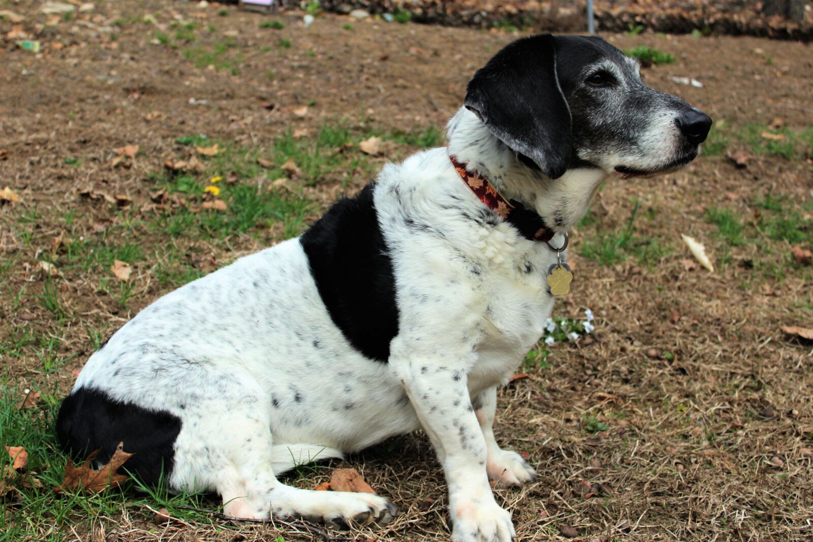 Canon EOS 1200D (EOS Rebel T5 / EOS Kiss X70 / EOS Hi) sample photo. Basset, hound, hound, dog photography
