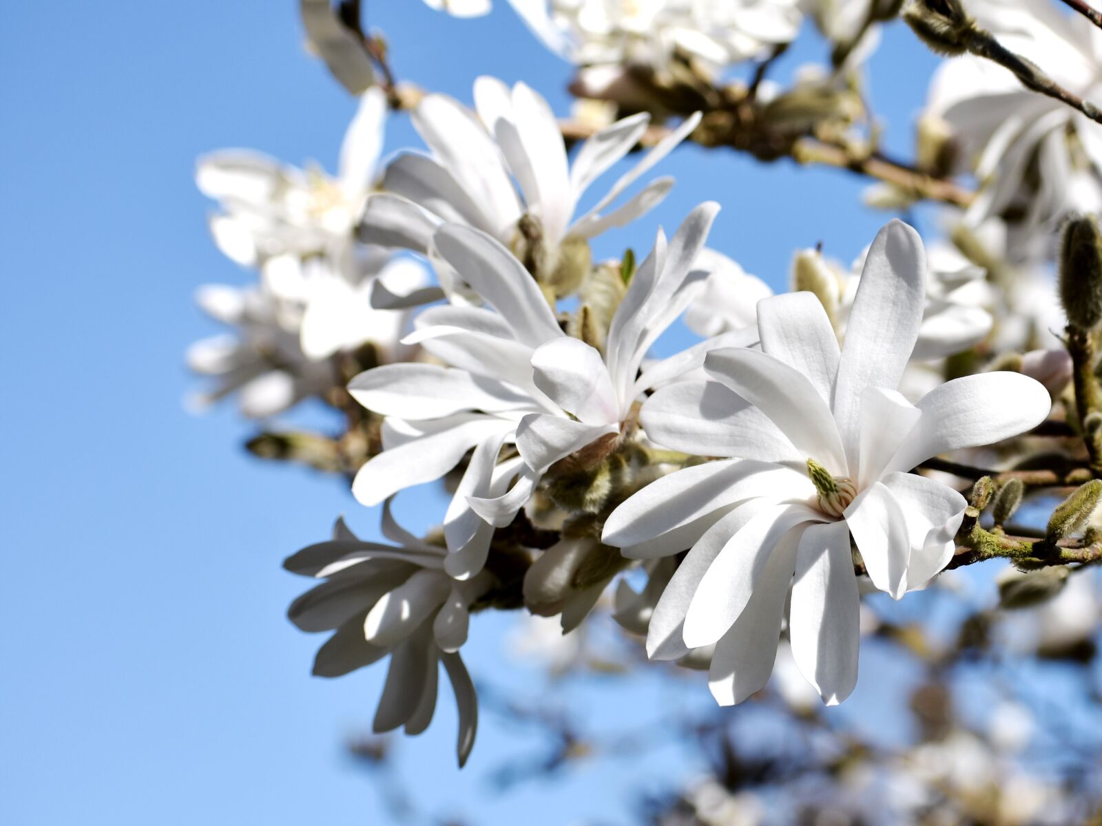 Nikon D3400 sample photo. Magnolia, white, petals photography