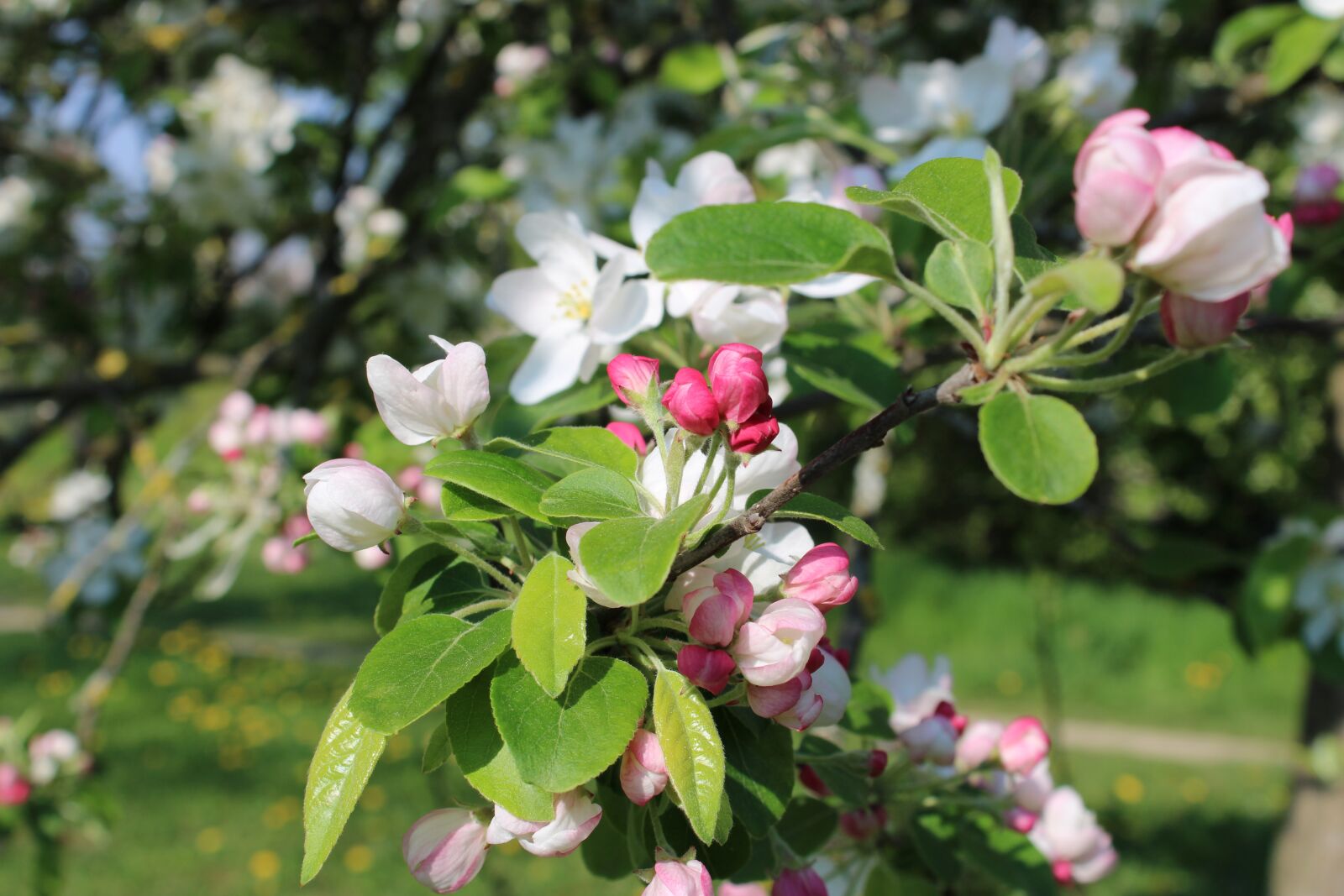Canon EOS 2000D (EOS Rebel T7 / EOS Kiss X90 / EOS 1500D) sample photo. Pistil, apple blossom, apple photography