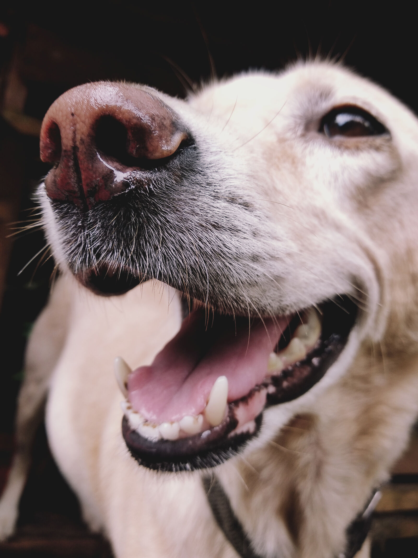 Xiaomi Mi A1 sample photo. Labrador, retriever, dog photography