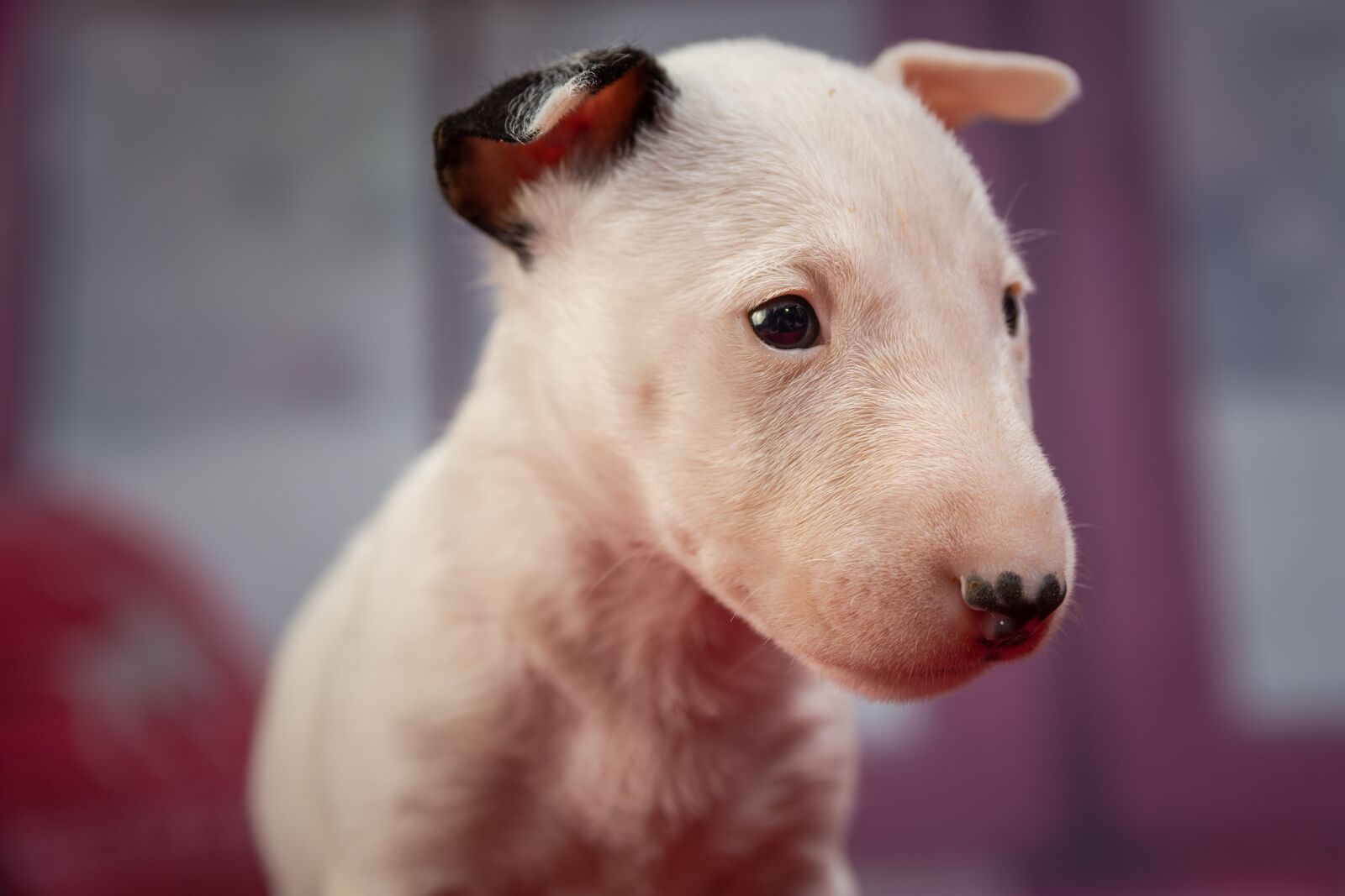 Nikon D7200 sample photo. Puppy, dog, animal photography