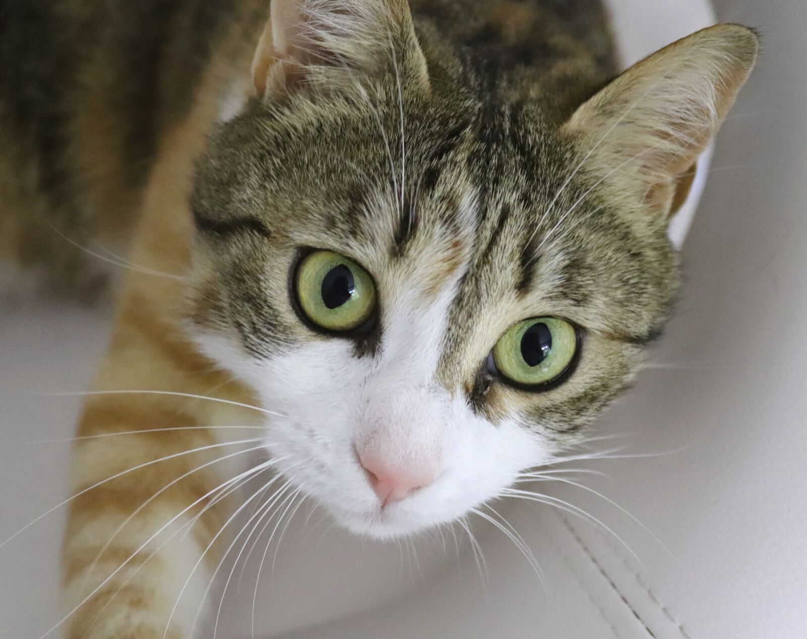 Canon EOS 200D (EOS Rebel SL2 / EOS Kiss X9) sample photo. Cat, face, animal photography