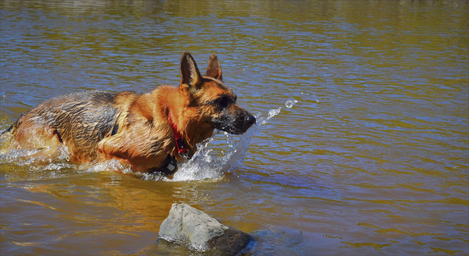 Nikon D3300 sample photo. Dog, german, shepherd, dog photography