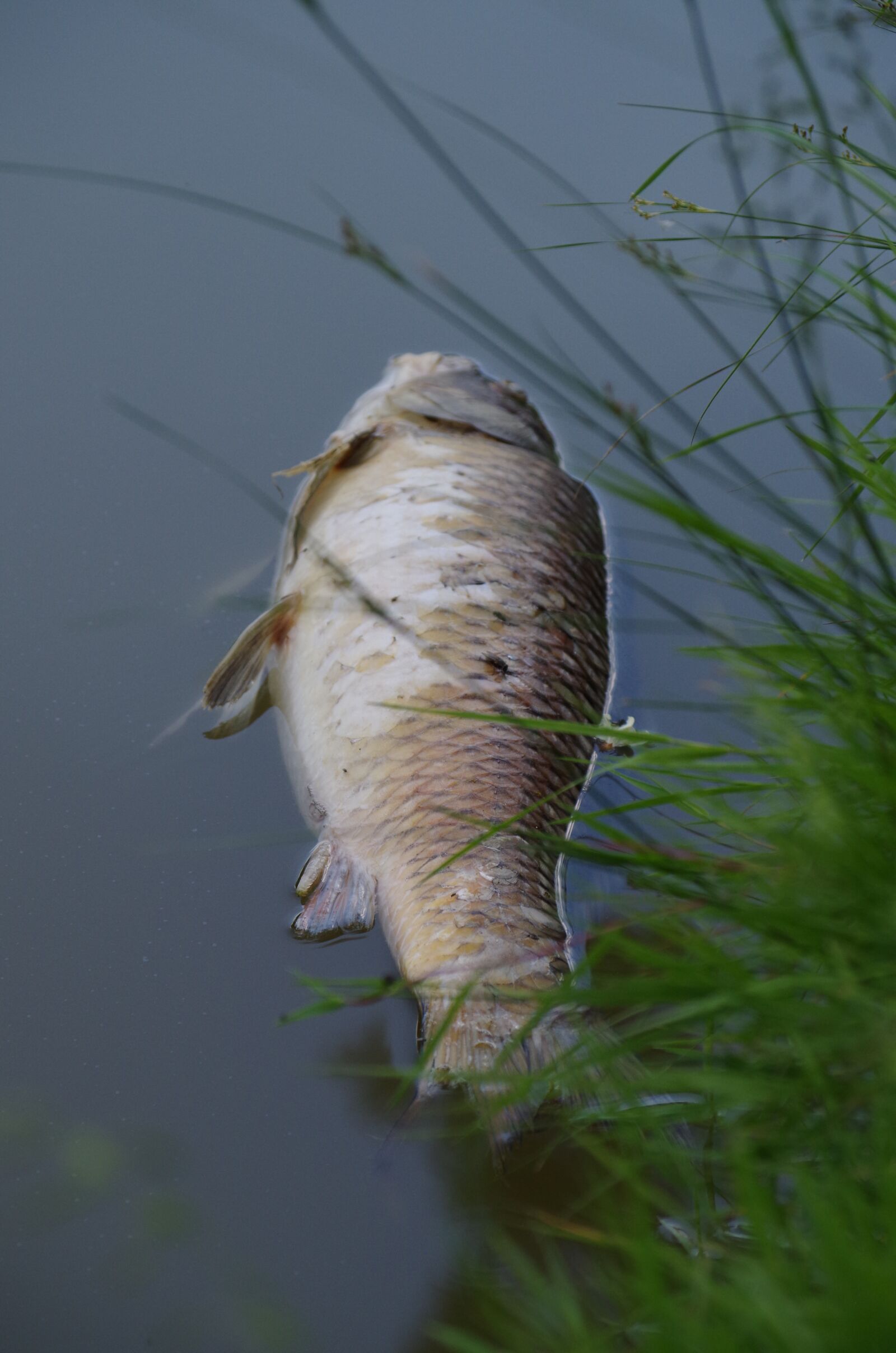 Pentax K-500 sample photo. Fish, carcass, pond photography