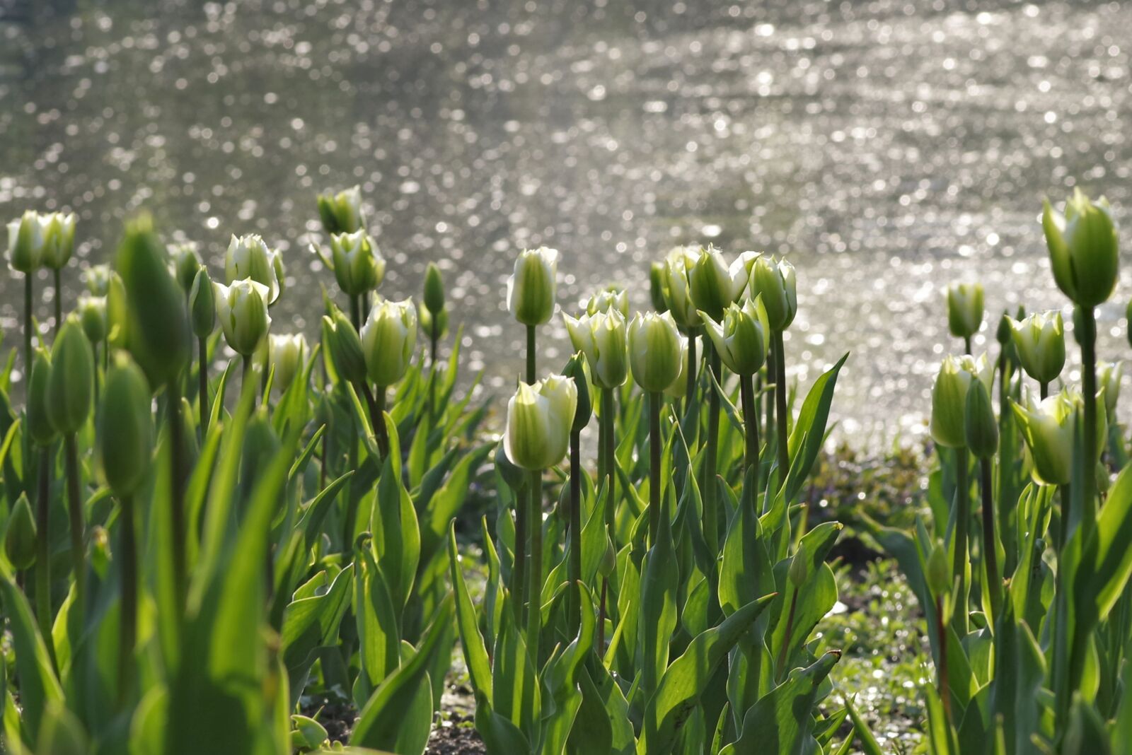 Pentax K-S2 sample photo. Garden, green, water photography