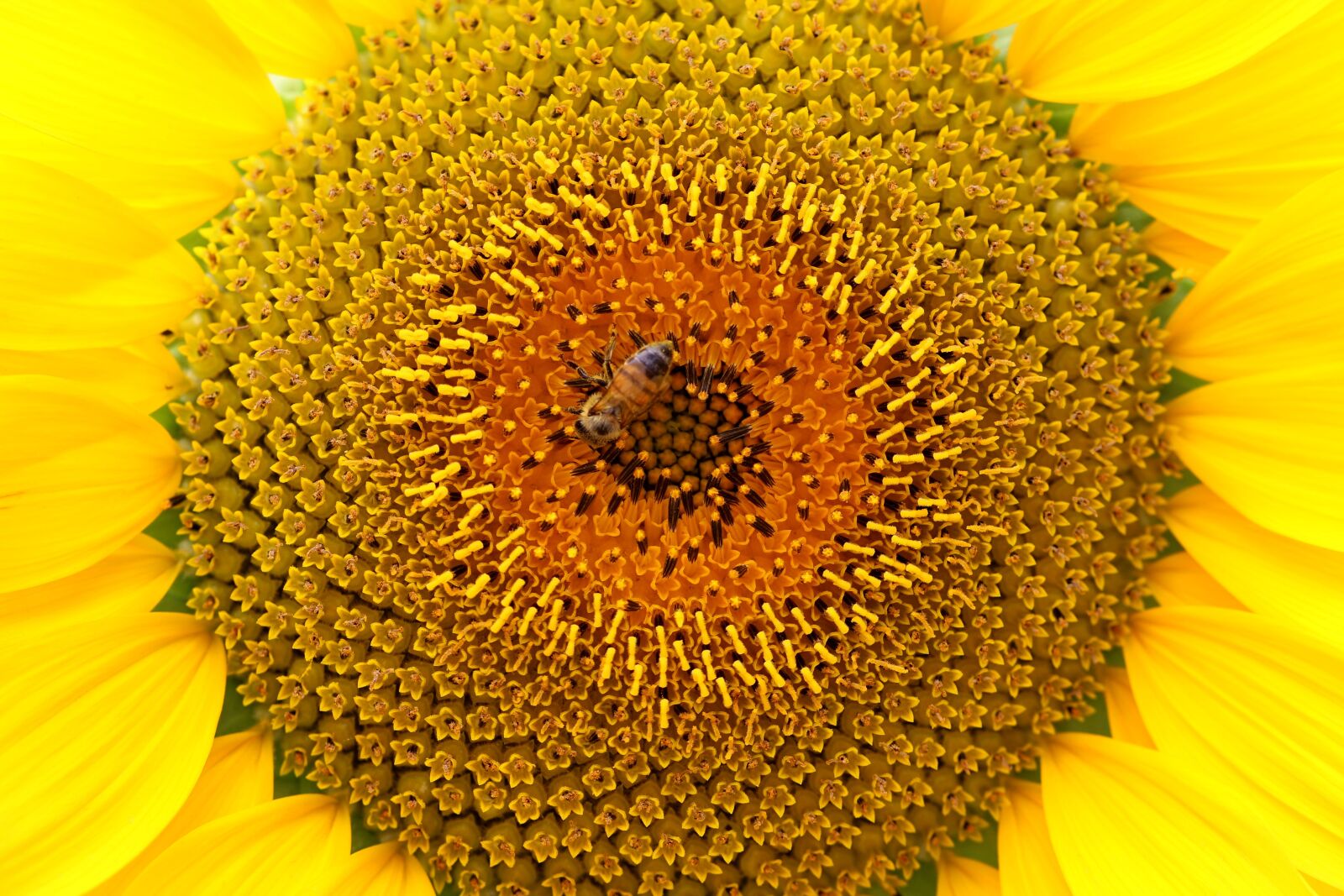 Canon EOS 7D Mark II sample photo. Sunflower, bee, nature photography