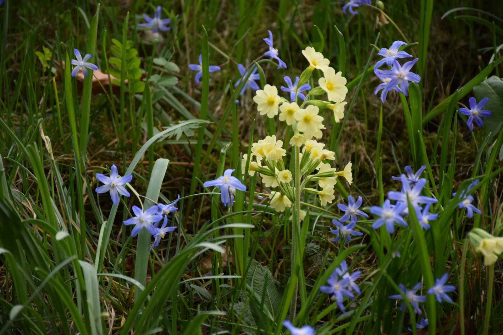 Nikon D5300 sample photo. Cowslip, spring, bloom photography