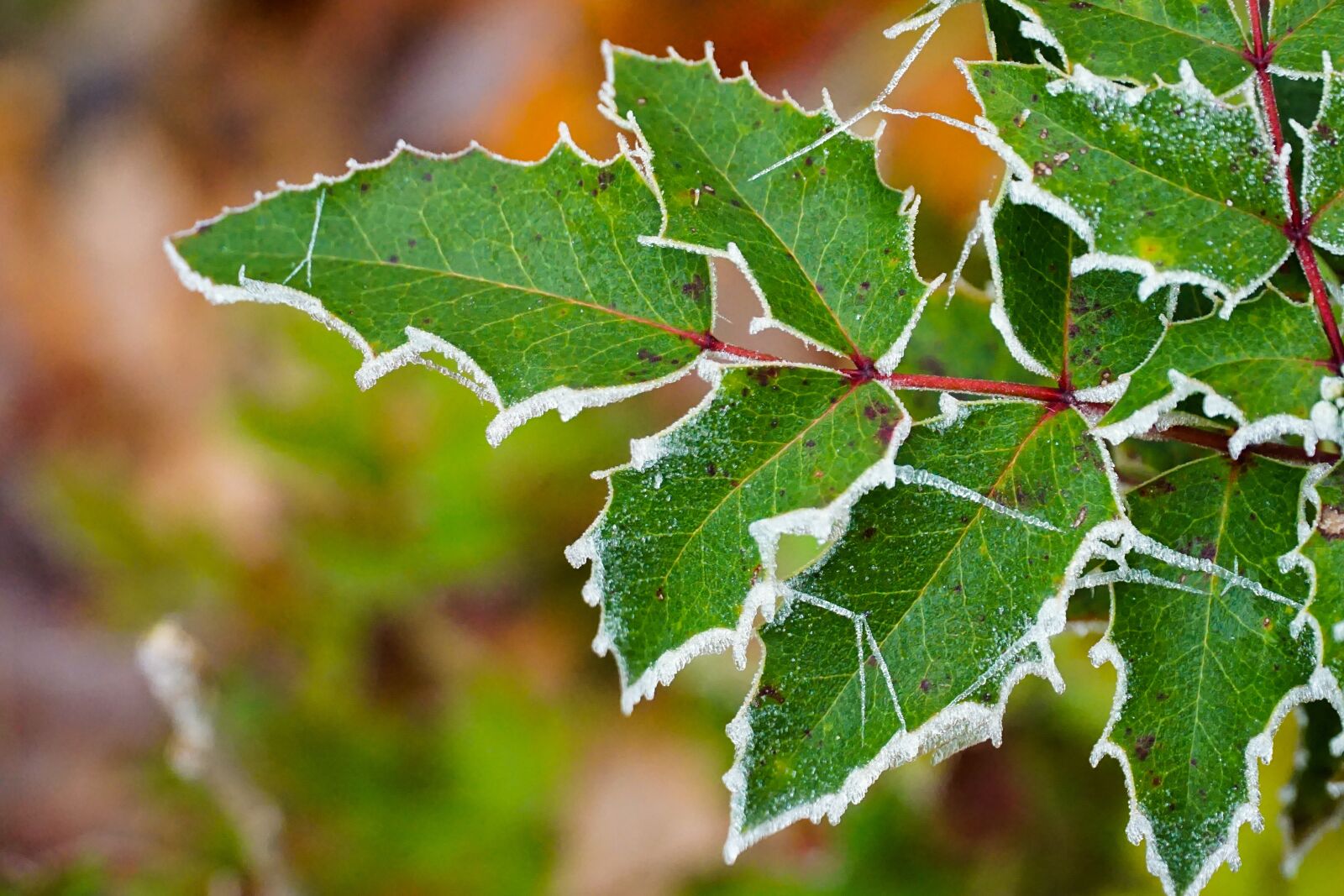 Sony a6000 + Sony E PZ 18-105mm F4 G OSS sample photo. Green plant, nature, frozen photography