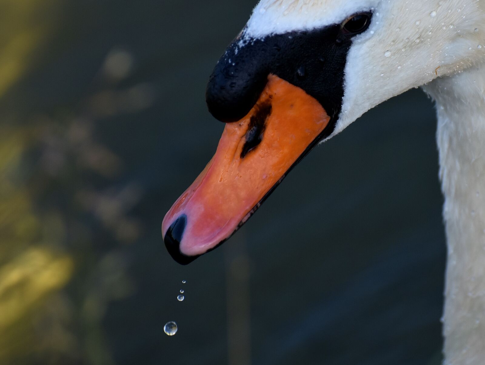 Nikon D7200 sample photo. Swan, water bird, nature photography