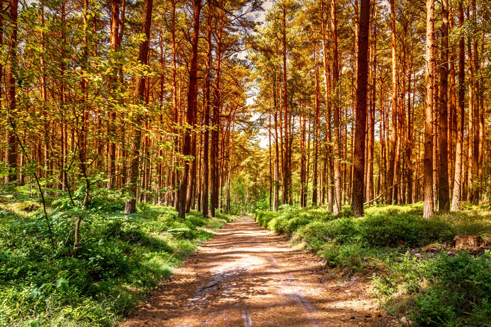 Canon EOS 80D sample photo. Landscape, nature, pine forest photography
