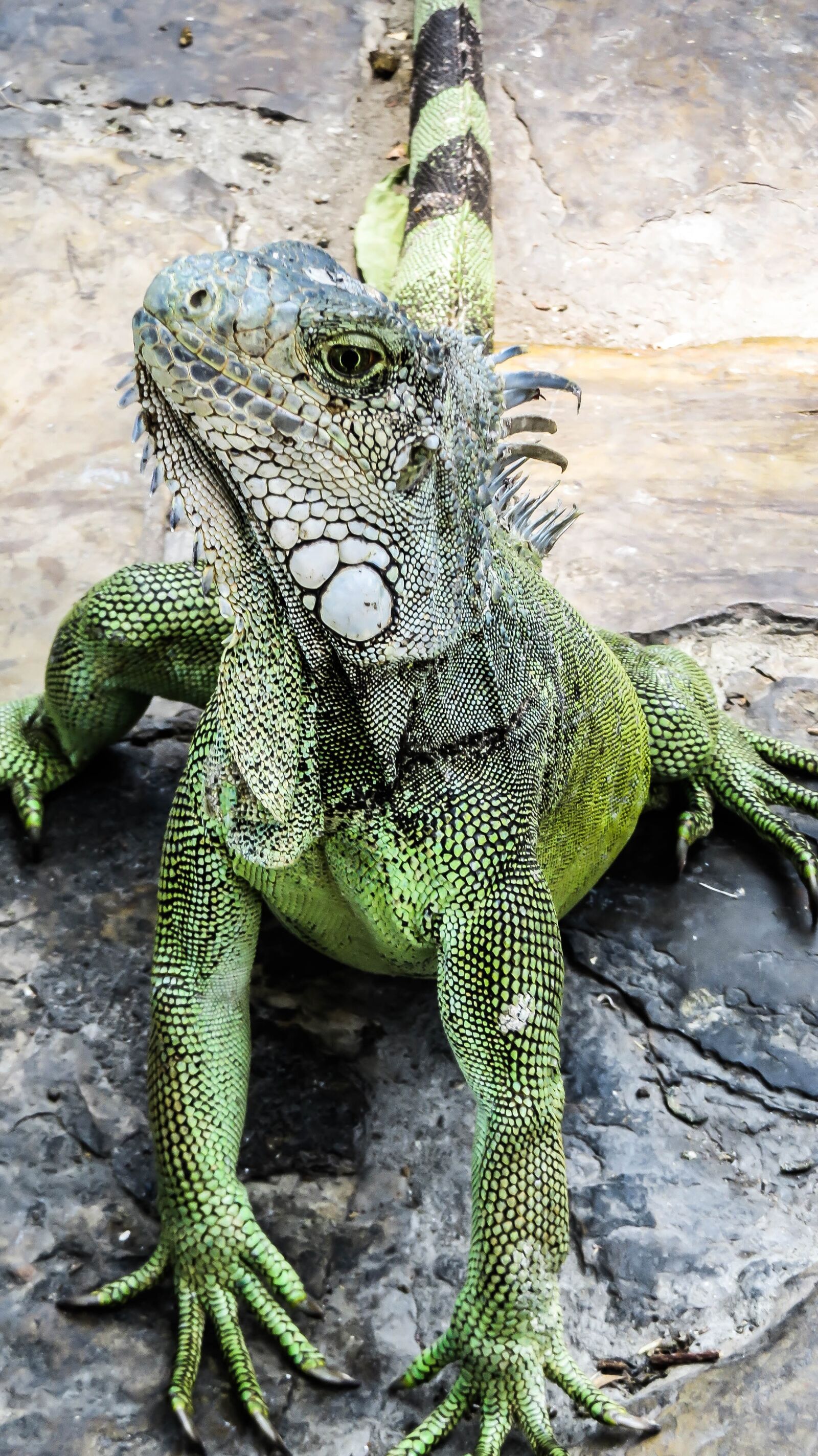 Canon PowerShot SX50 HS sample photo. Iguana, lizard, reptile photography