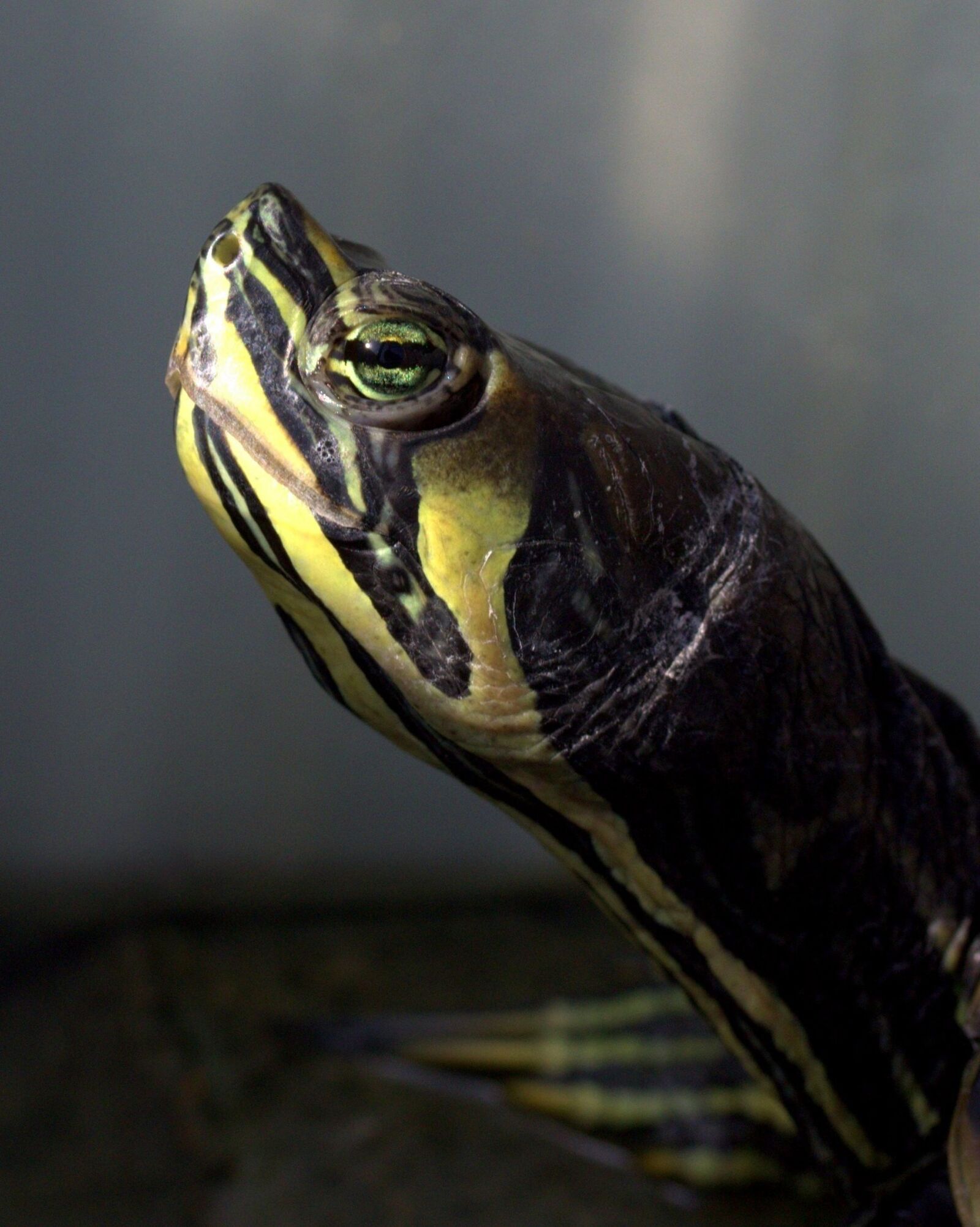 Canon EF-S 60mm F2.8 Macro USM sample photo. Turtle, florida, reptile photography