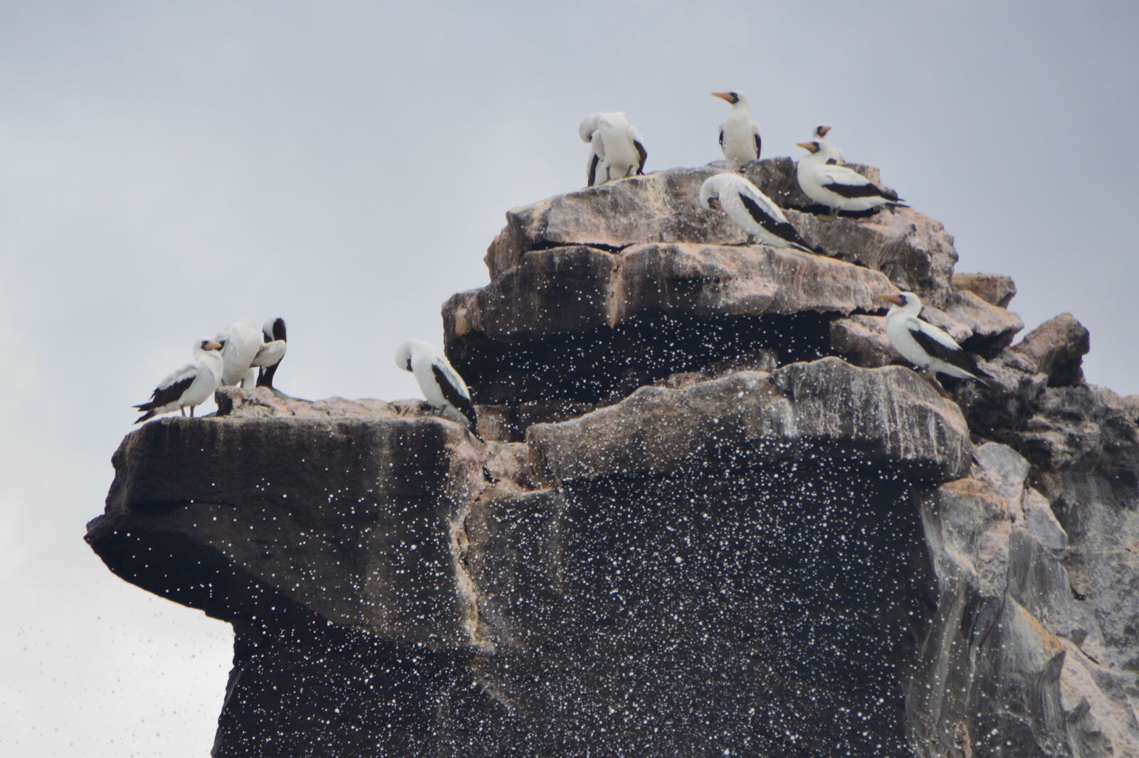 Nikon D3200 sample photo. Birds, rock, waves photography