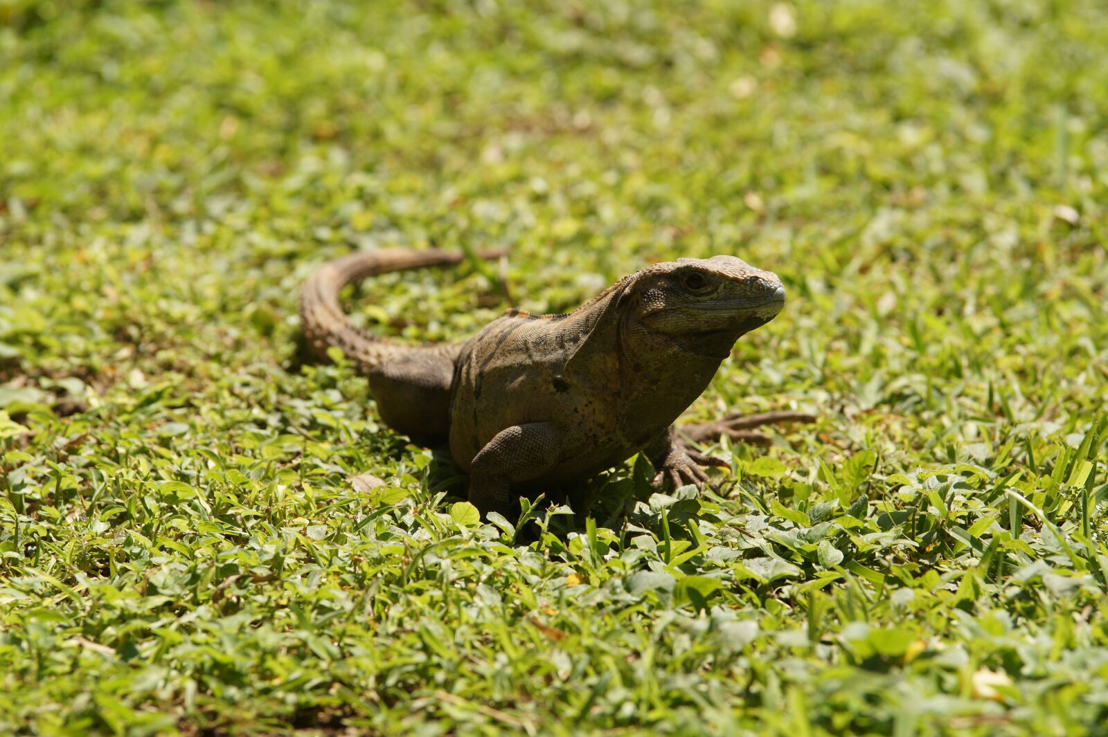 Sony SLT-A58 sample photo. Iguana, animal, mexico photography